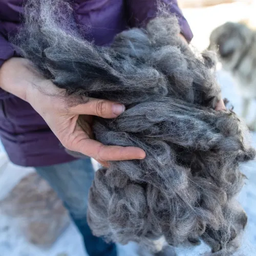 Baby Alpaca Fiber and Raw Fleece